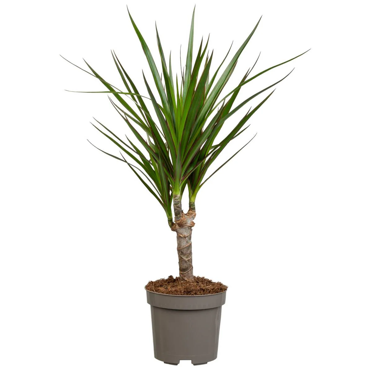 Zimmerpflanzen-Set "Botanical Style" - Image 5