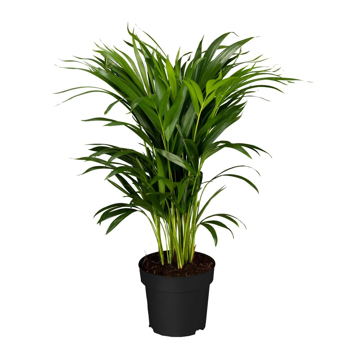Goldfruchtpalme - Image 2
