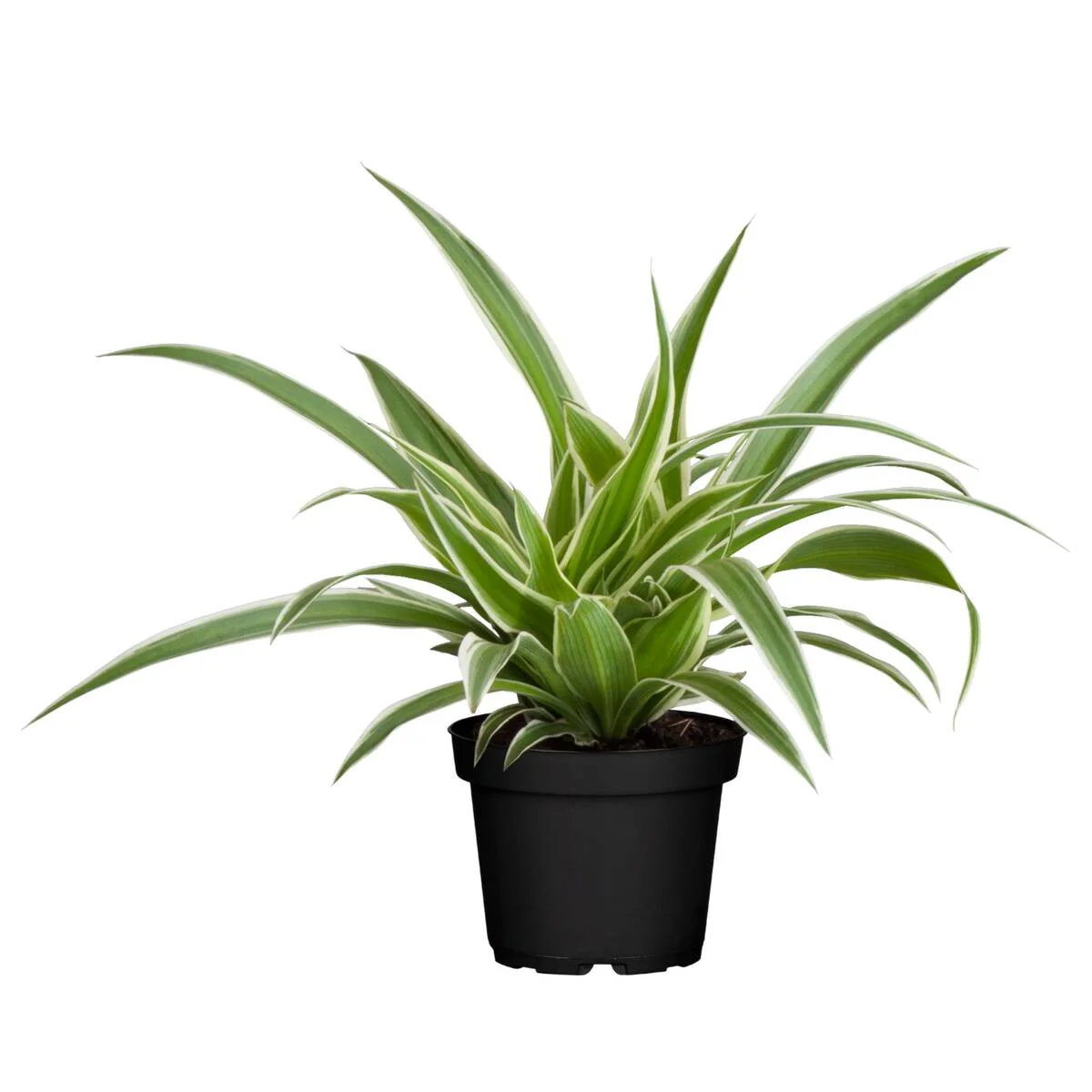Grünlilie 'Variegatum' - Image 4