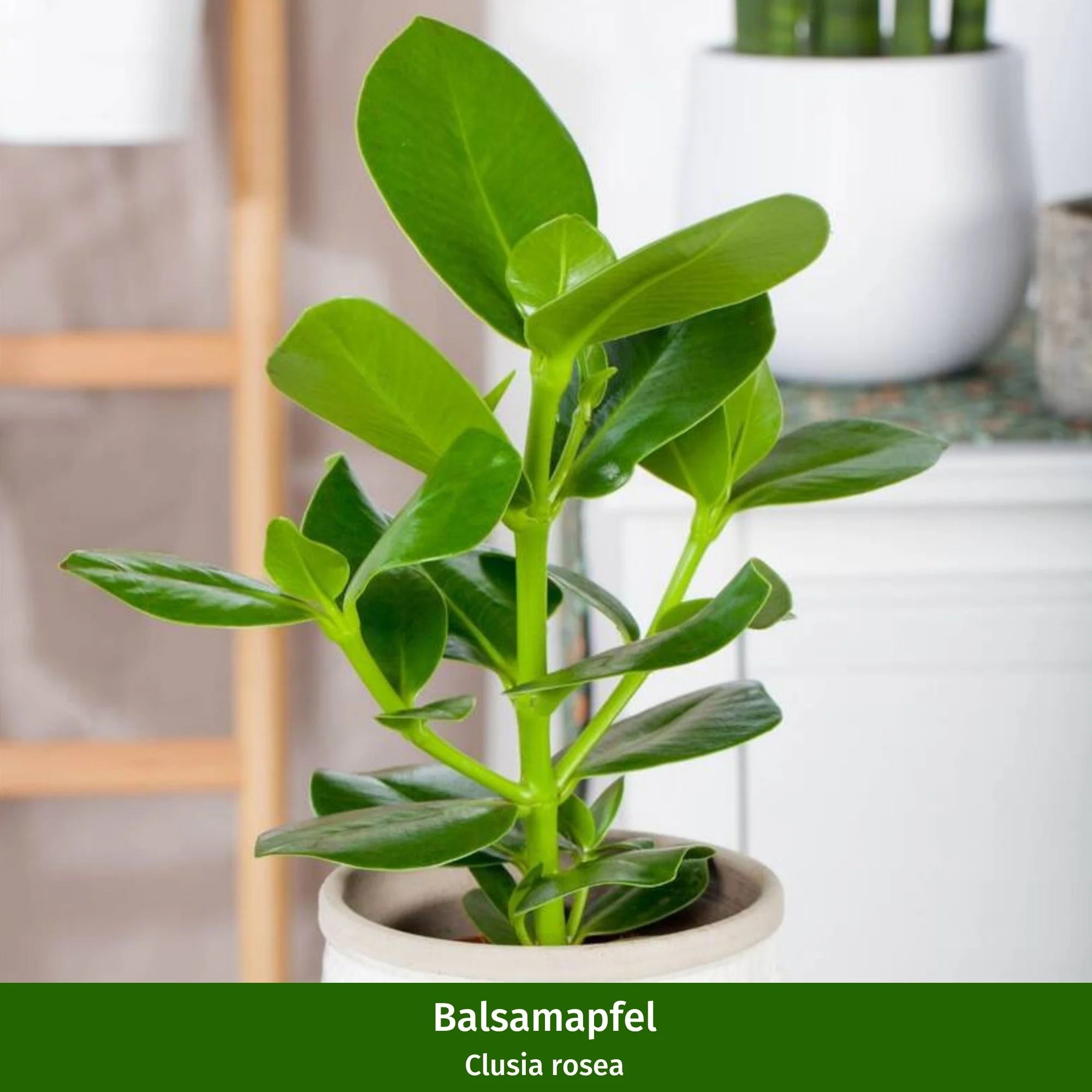 Zimmerpflanzen-Set "Grüne Pflanzenoase" - Image 3