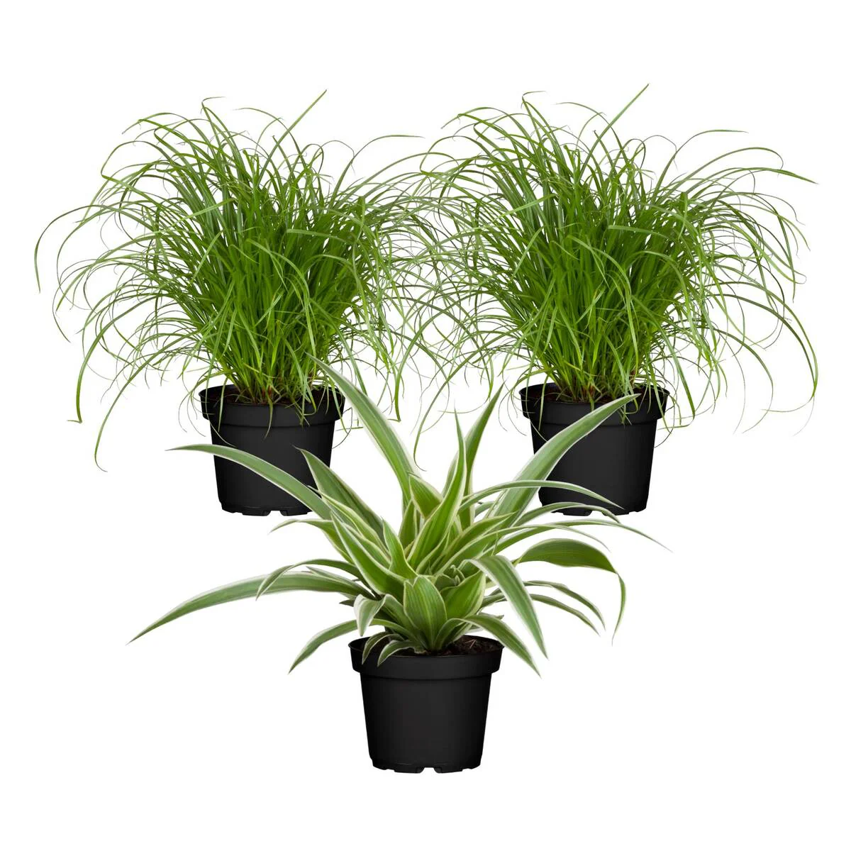 Zimmerpflanzen-Set "Grüner Katzen-Knabberspaß" - Image 3