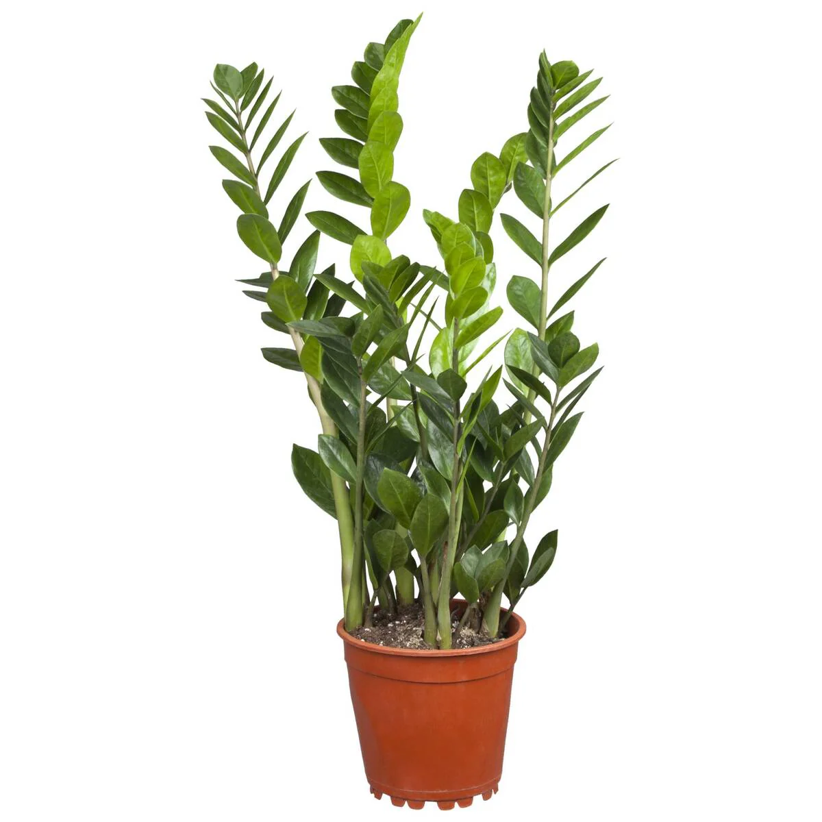 Zimmerpflanzen-Set "Plant Love" - Image 2