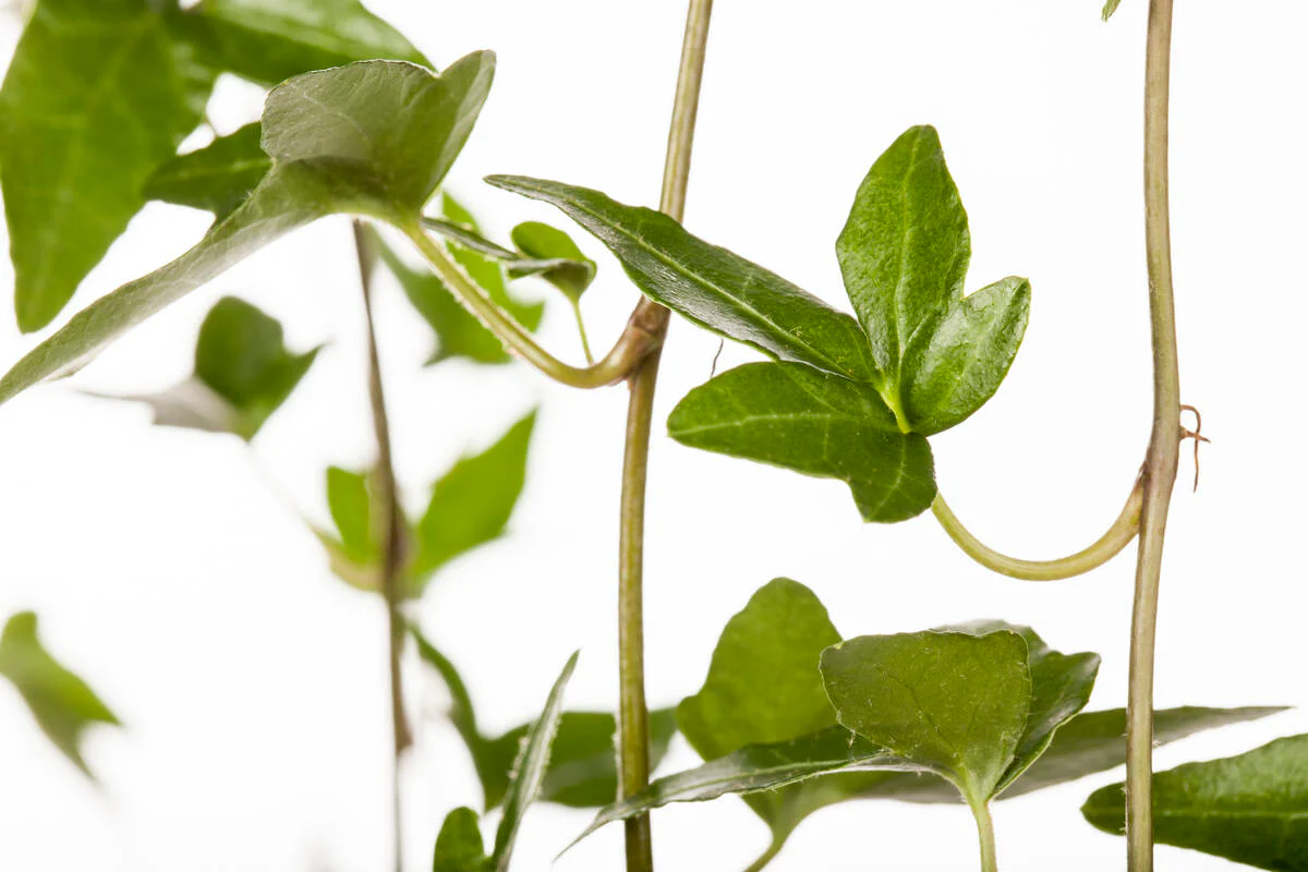 Zimmerpflanzen-Set "Plant Love" - Image 4