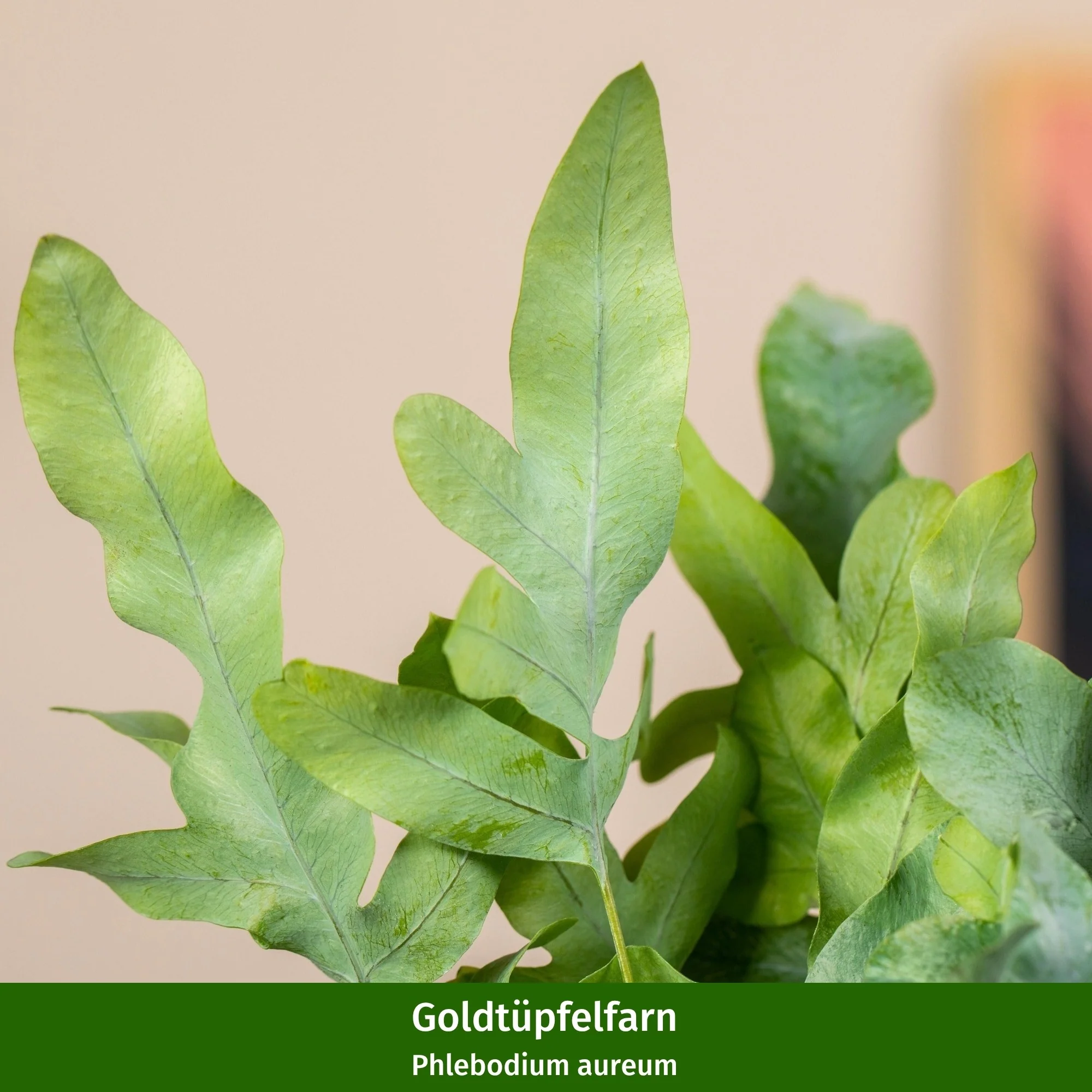 Zimmerpflanzen-Set "Vielfältige Blattfreunde" - Image 4