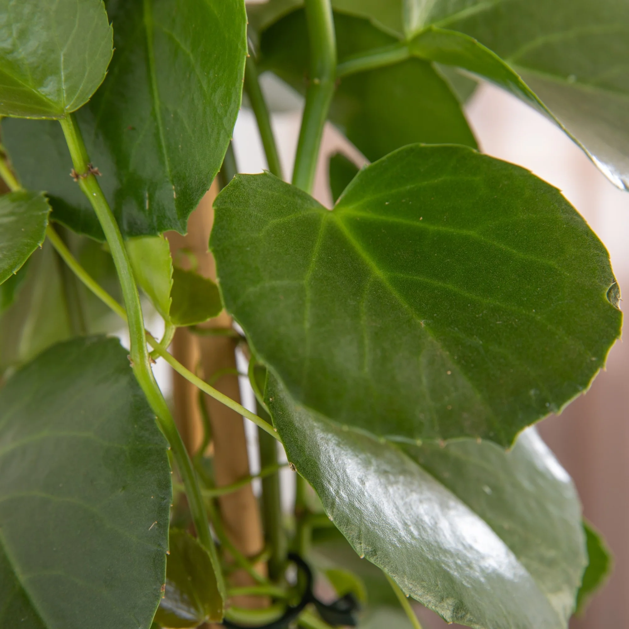 Zimmerrebe 'Ellen Danica' - Image 2