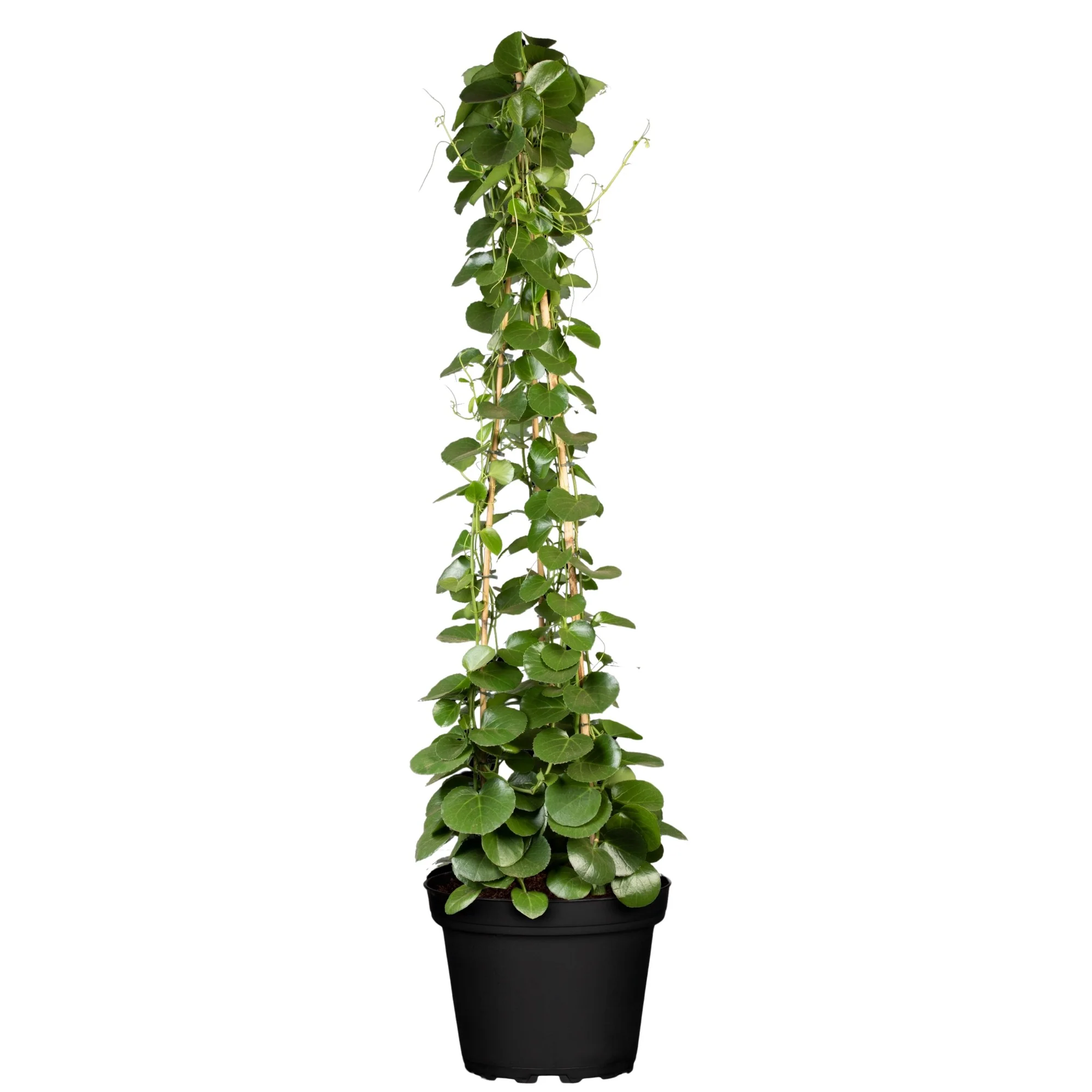 Zimmerrebe 'Ellen Danica' - Image 3