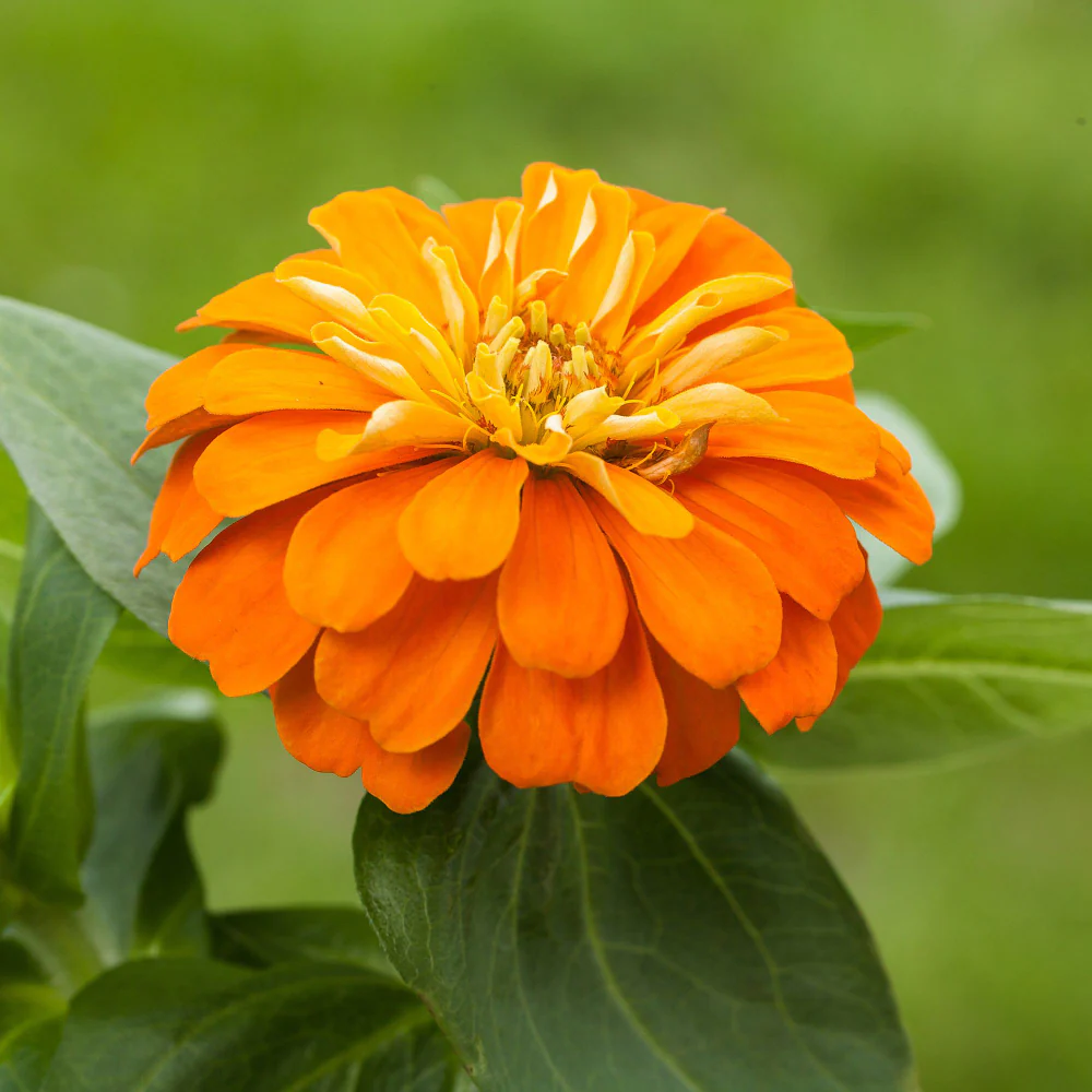 Zinnien