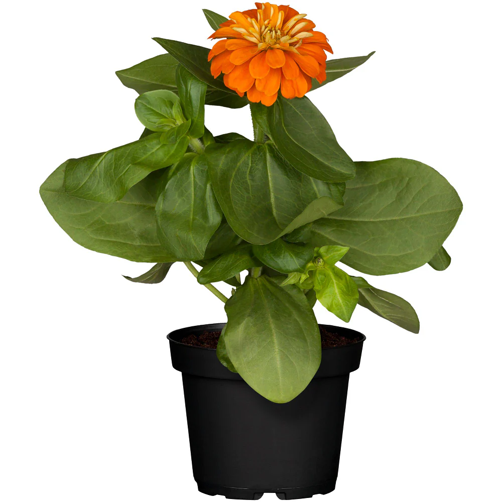 Zinnien - Image 2