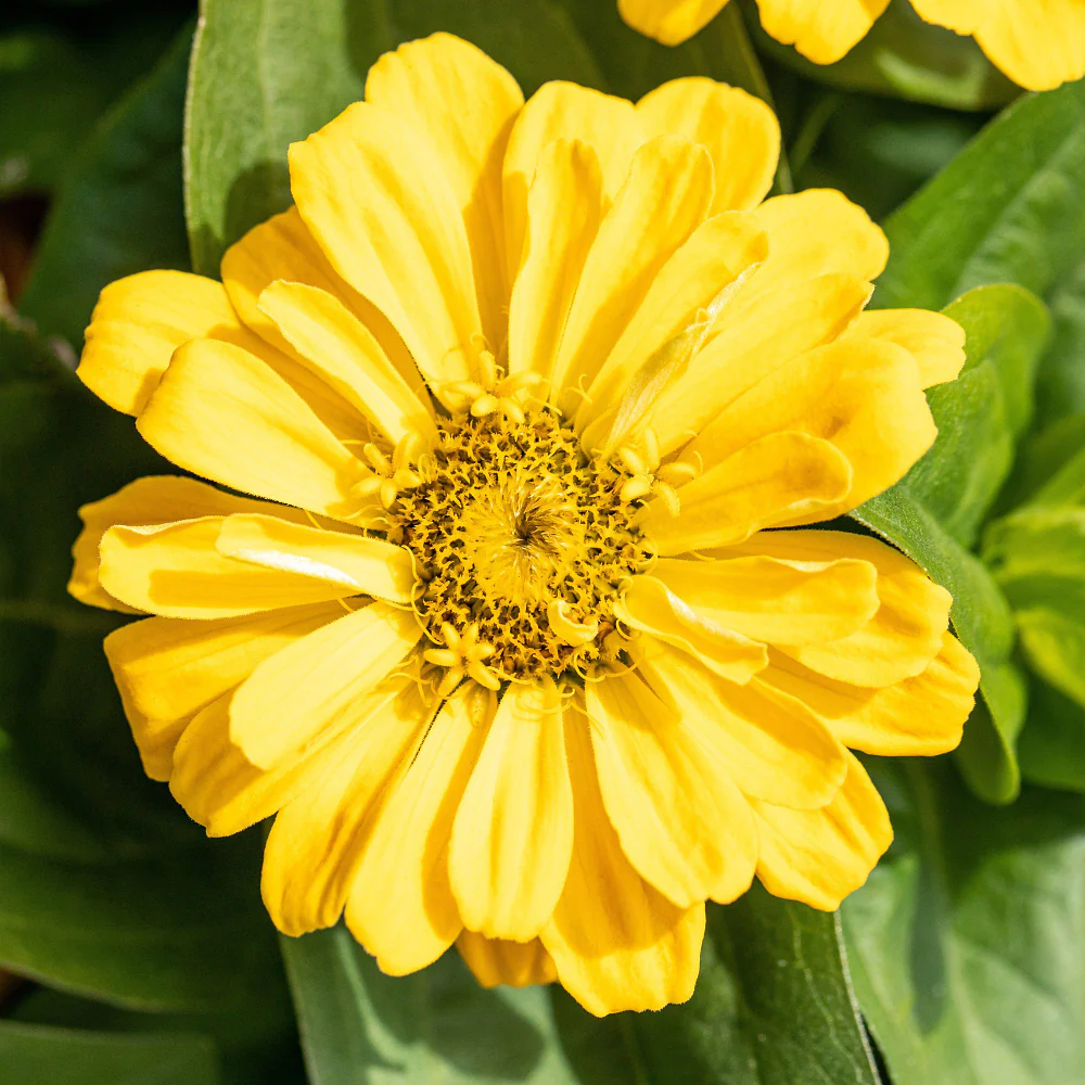 Zinnien - Image 3