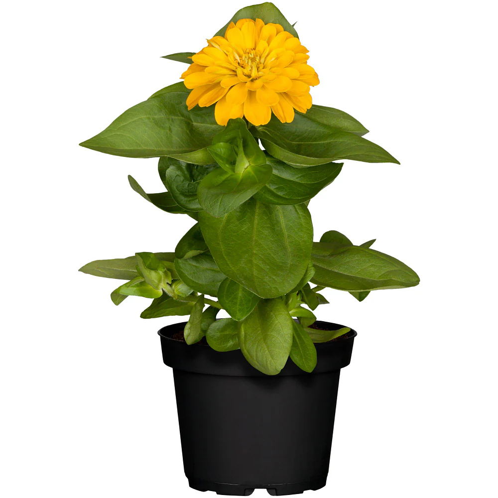 Zinnien - Image 4