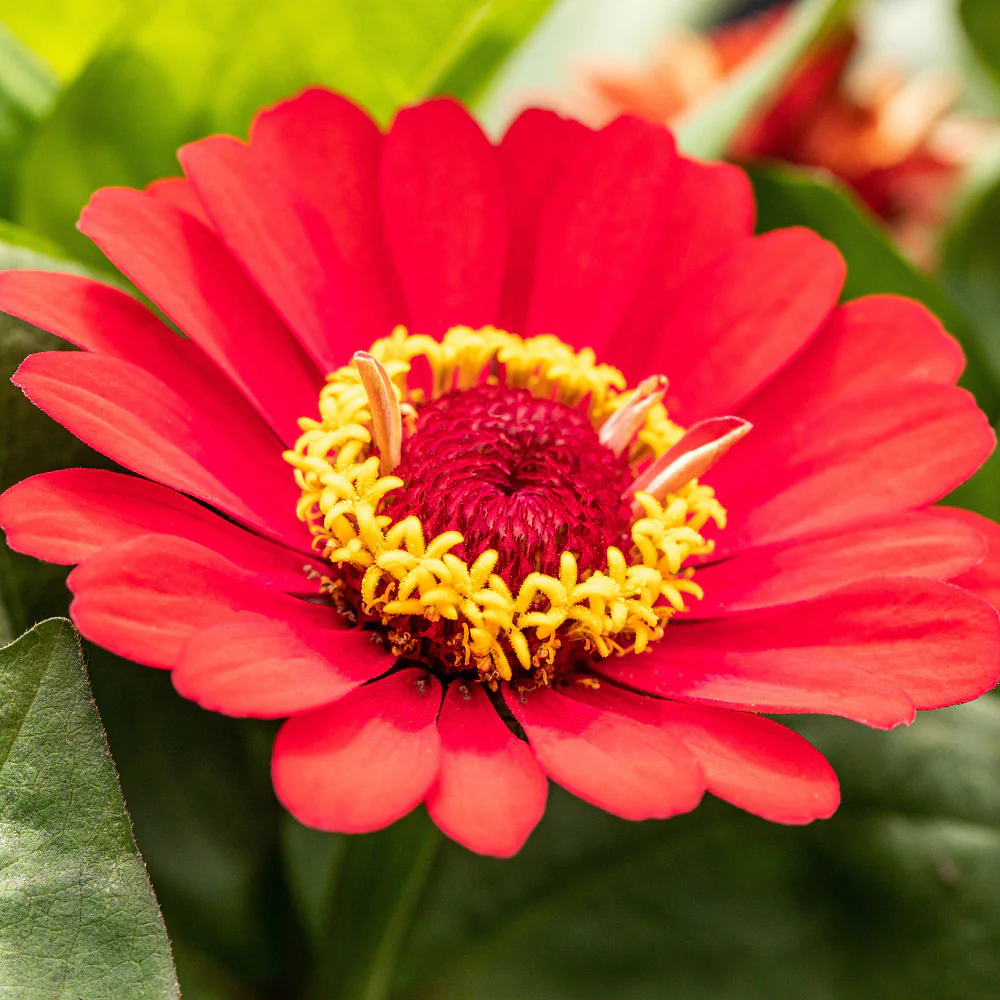 Zinnien - Image 5