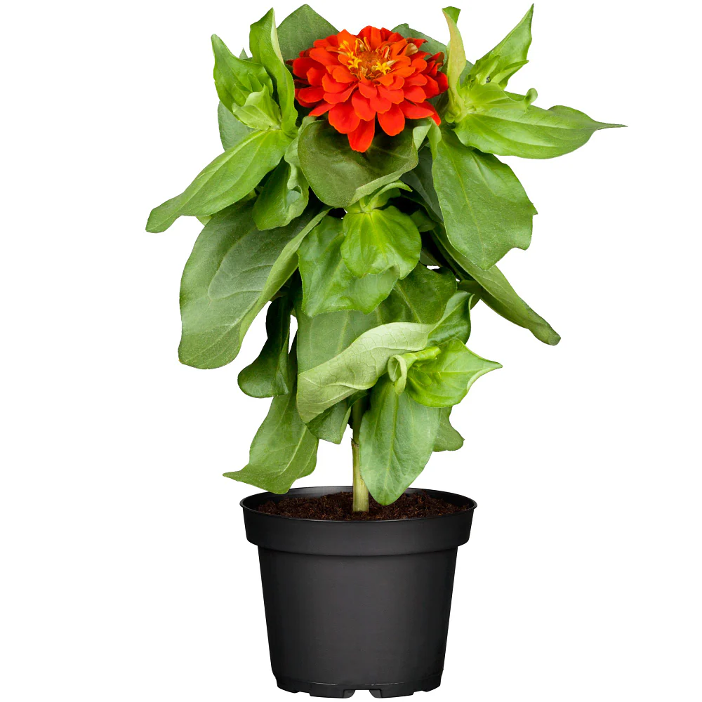 Zinnien - Image 6