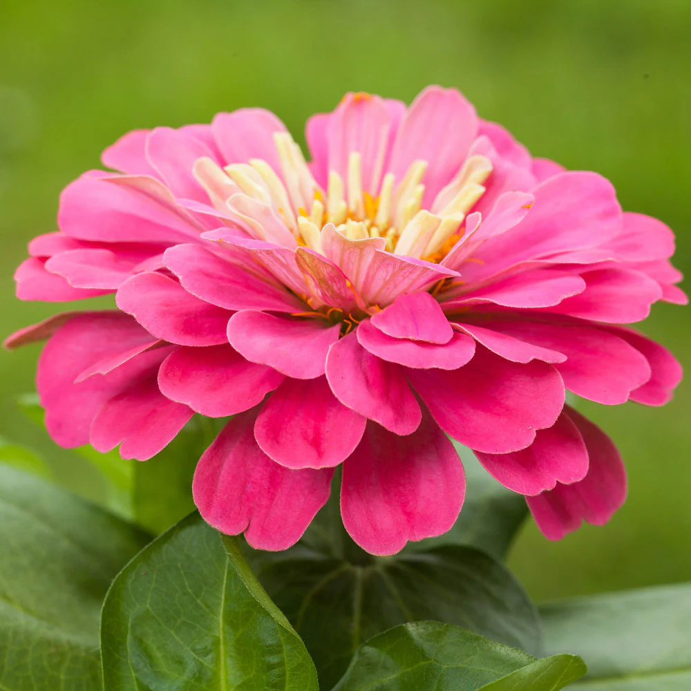 Zinnien - Image 7