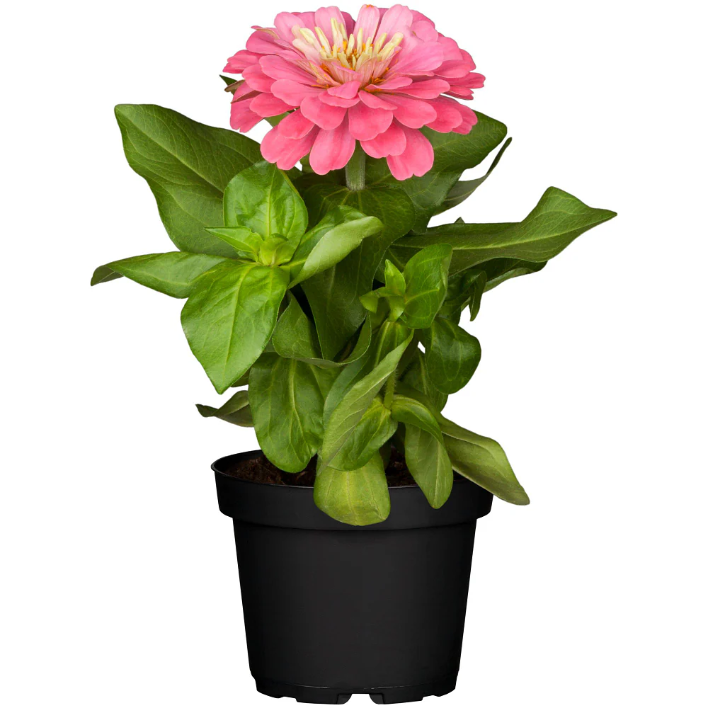 Zinnien - Image 8