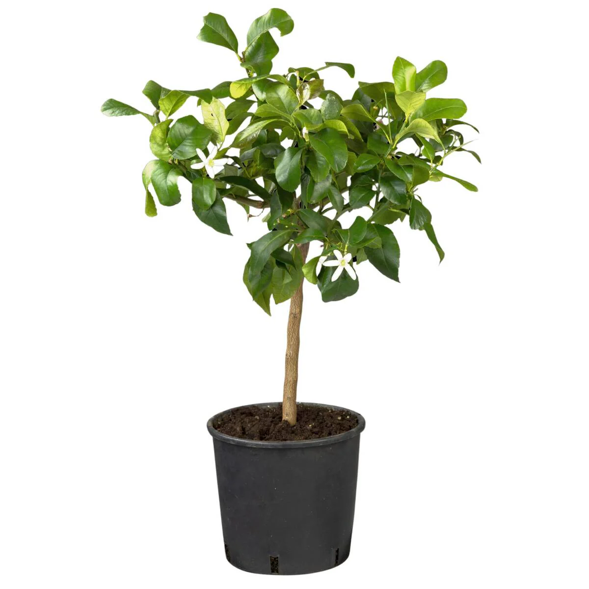 Zitronenbaum - Image 4