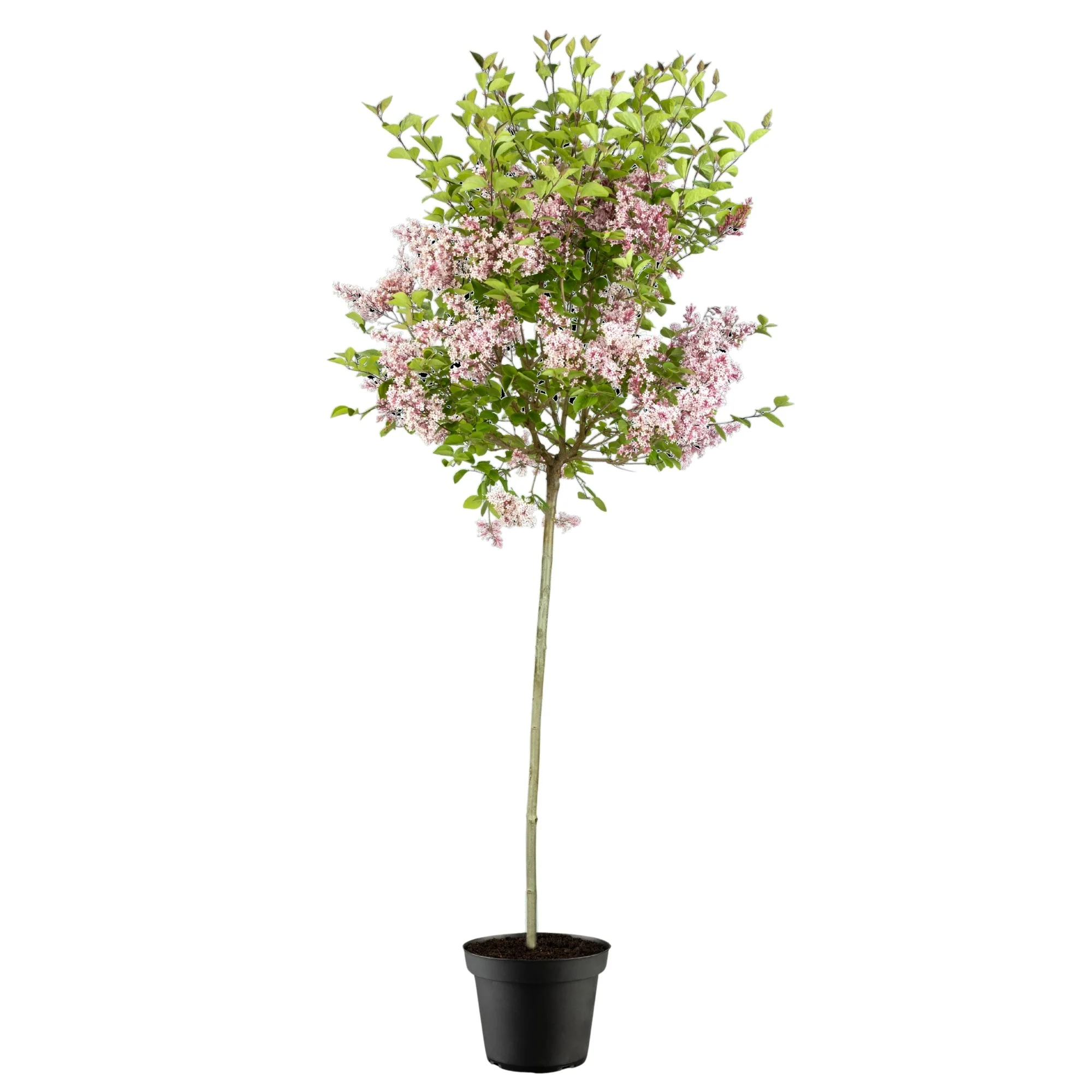 Zwerg-Duftflieder 'Tinkerbelle®', Stamm - Image 3