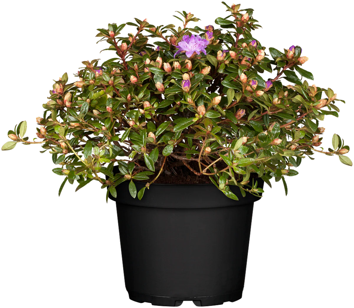 Zwerg-Rhododendron 'Moerheimii' - Image 2