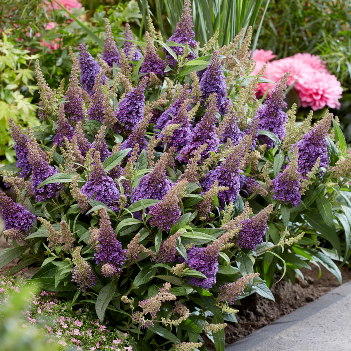 Zwerg-Sommerflieder 'Butterfly Candy®' - Image 15