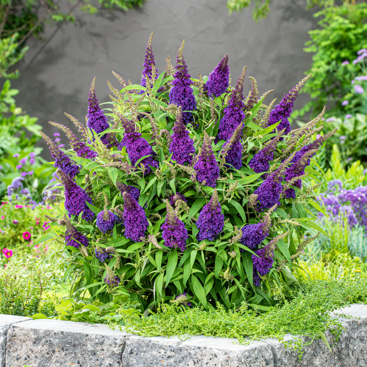 Zwerg-Sommerflieder 'Butterfly Candy®' - Image 8