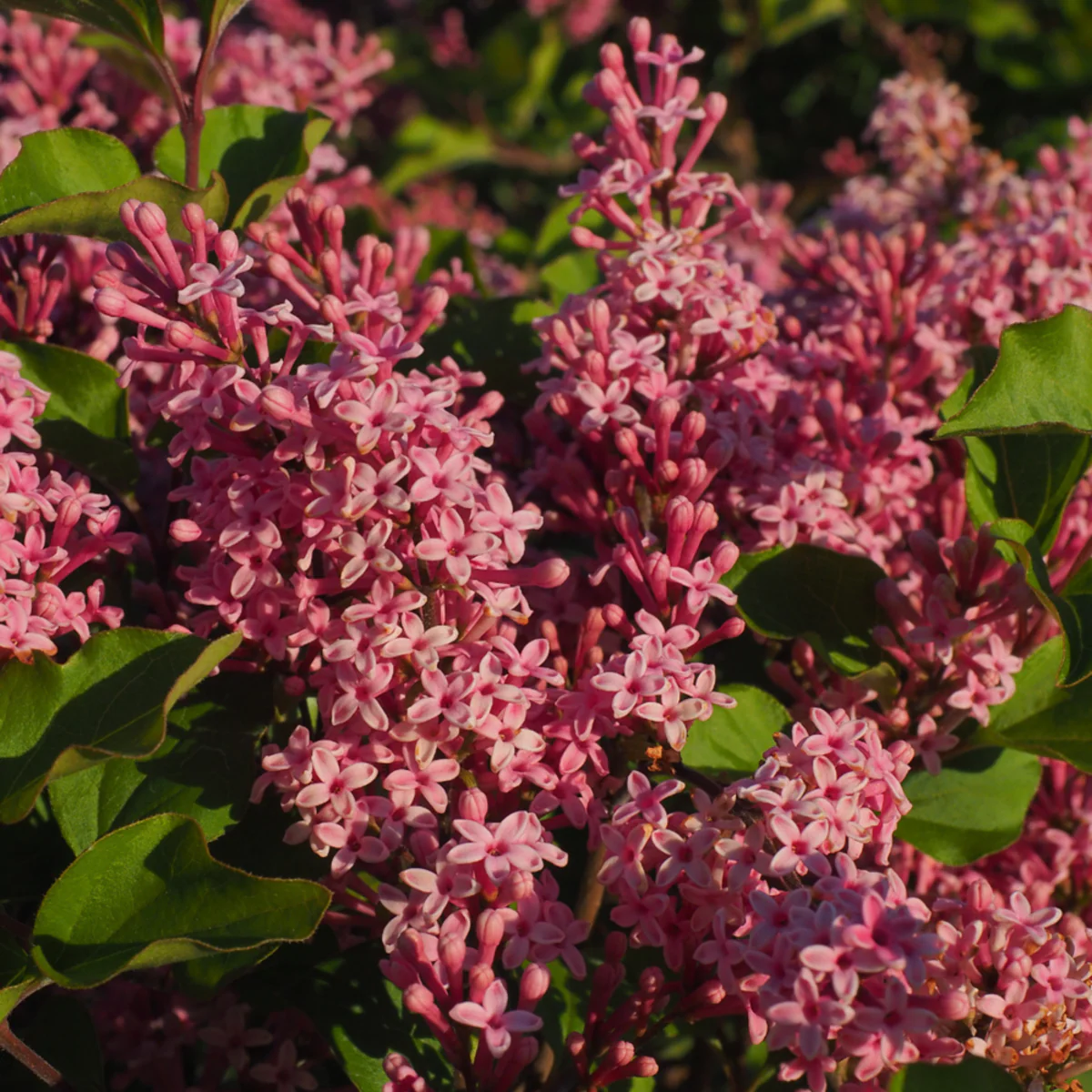 Zwergflieder 'Flowerfesta®'