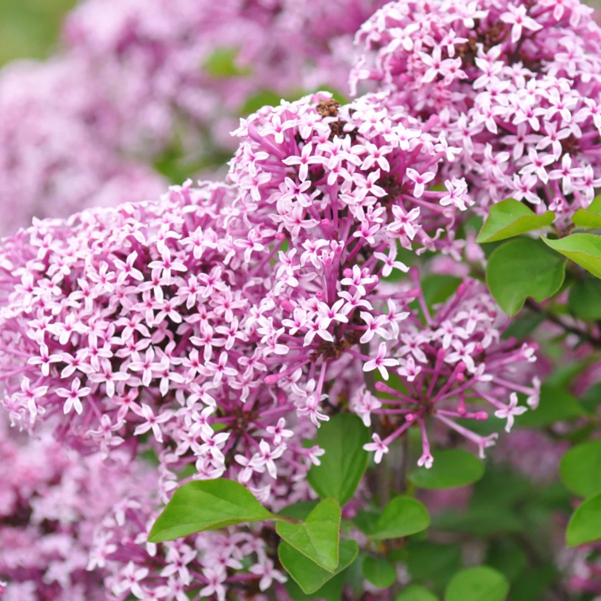 Zwergflieder 'Lillifee®'
