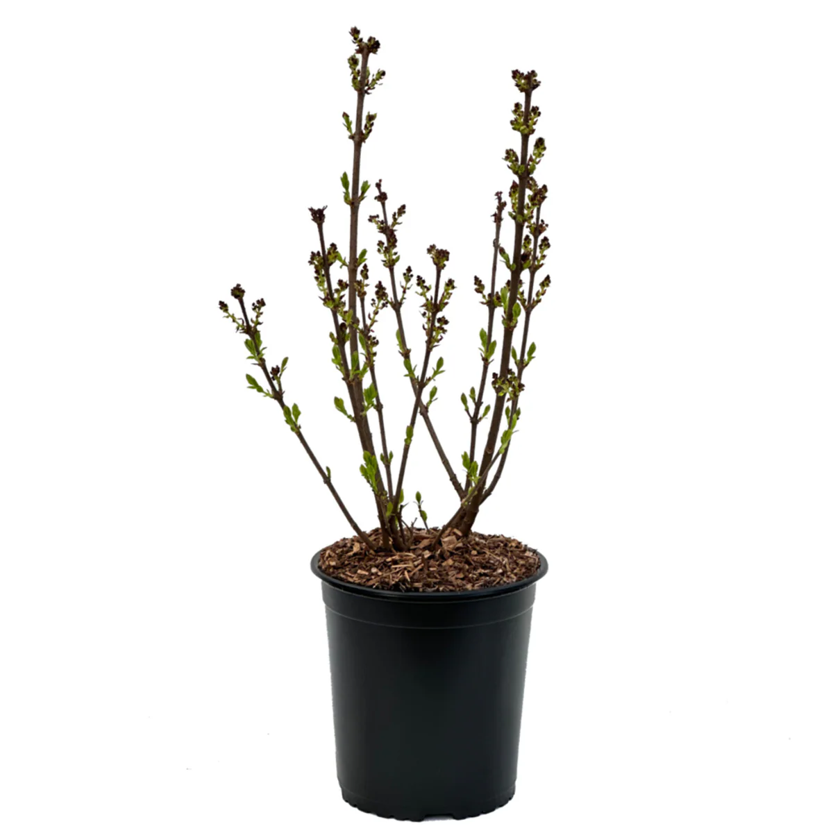 Zwergflieder 'Lillifee®' - Image 2