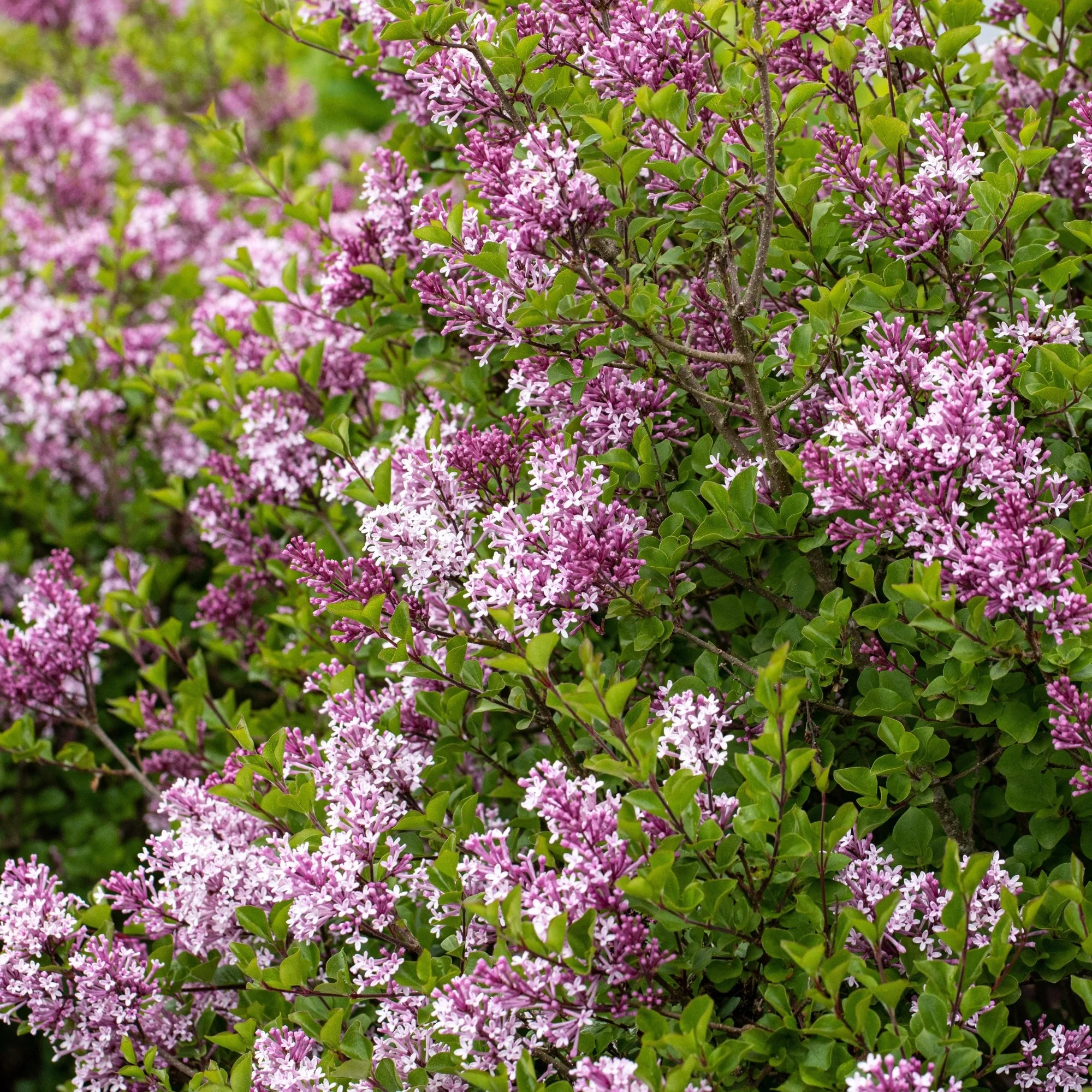 Zwergflieder 'Palibin' - Image 4