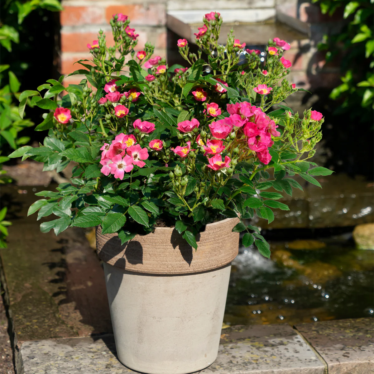 Zwergrose Rosy Boom® 'Mini' - Image 2
