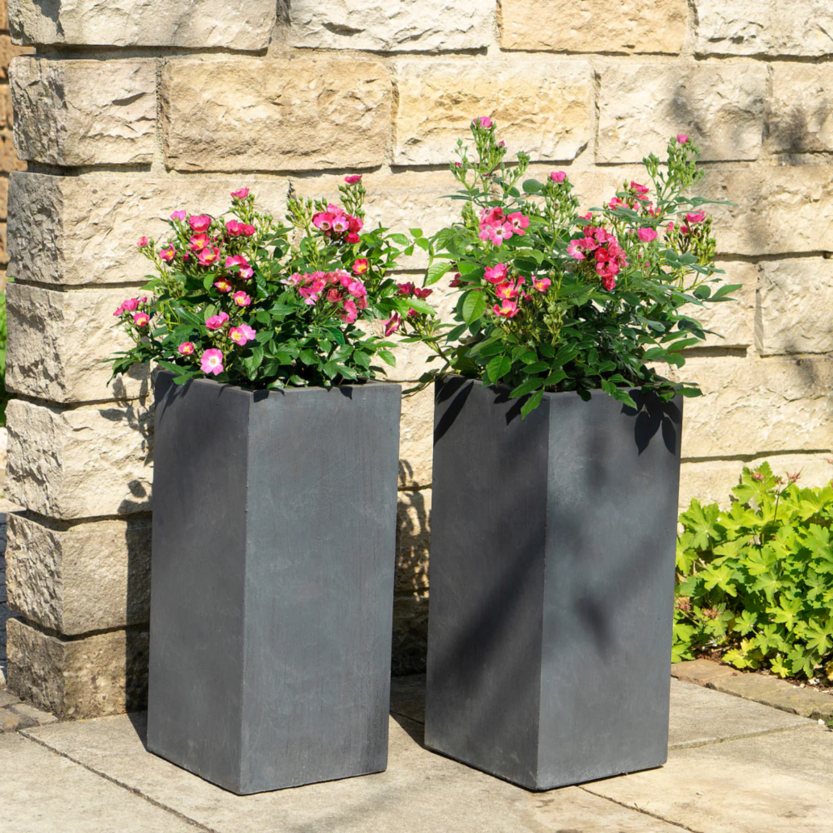 Zwergrose Rosy Boom® 'Mini' - Image 3