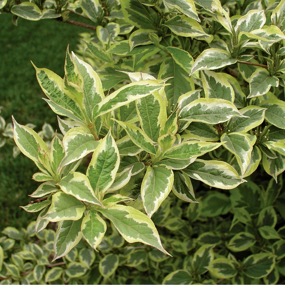 Zwergweigelie 'Nana Variegata' - Image 2